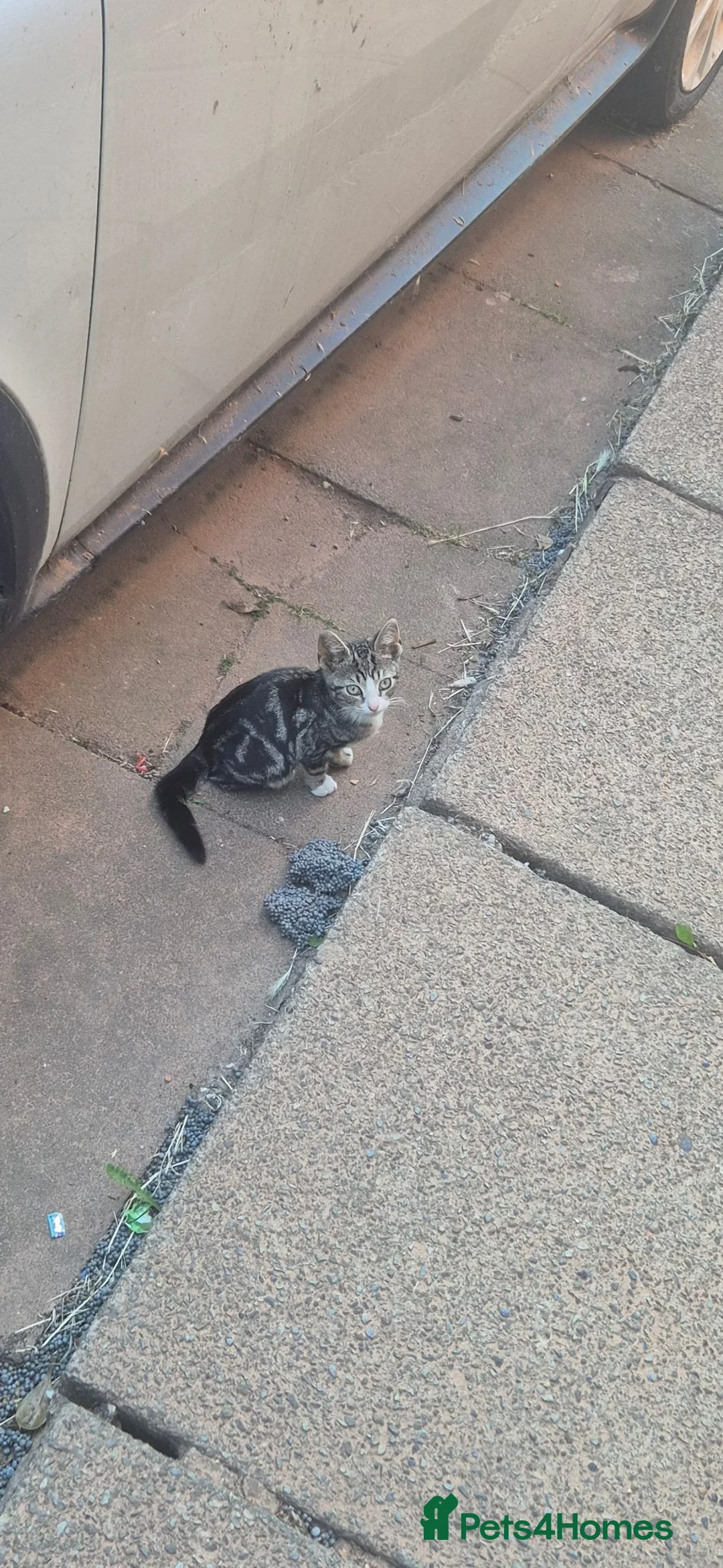 Mixed Breed cats for sale: 3 kittens in need of a lovely home - Advert 5