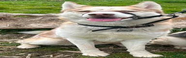 Siberian Husky 1