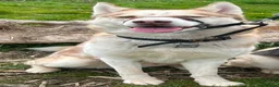 Siberian Husky dogs for sale: Male Siberian Husky - Advert 2