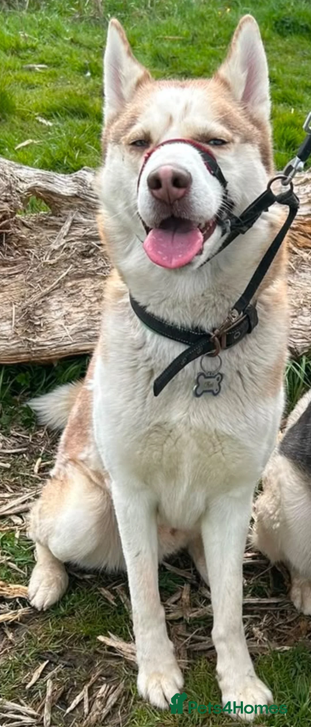 Siberian Husky dogs for sale: Male Siberian Husky - Advert 2