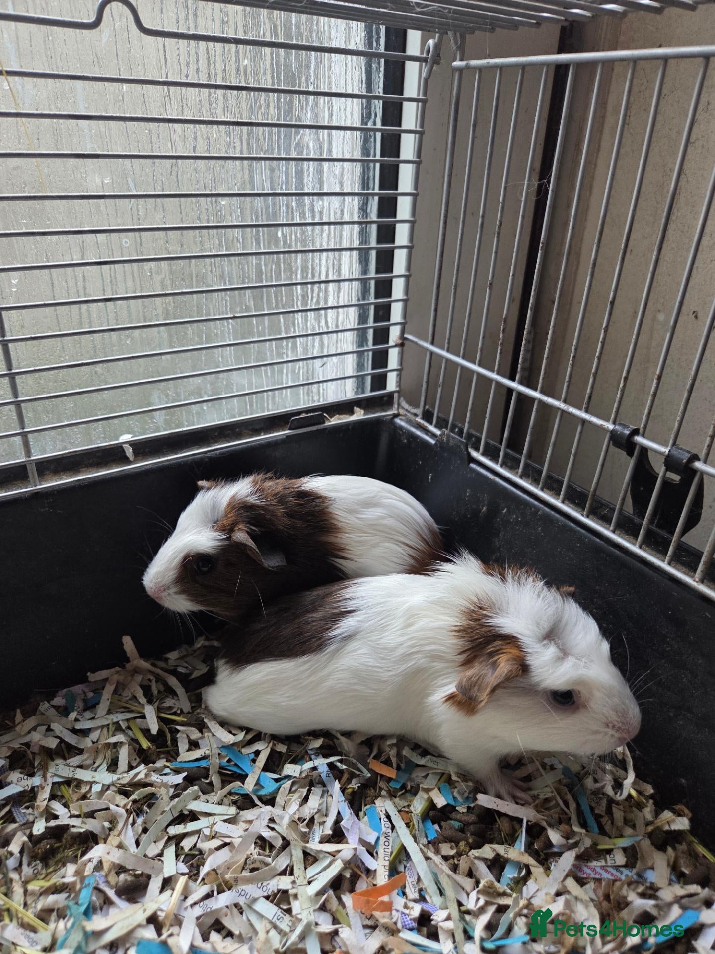 Guinea Pig rodents  boy guinea pigs for sale.  - Advert 19