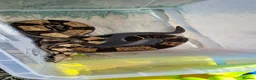 Boa Snake reptiles for sale: Boa constrictor  in Rossendale - Advert 1