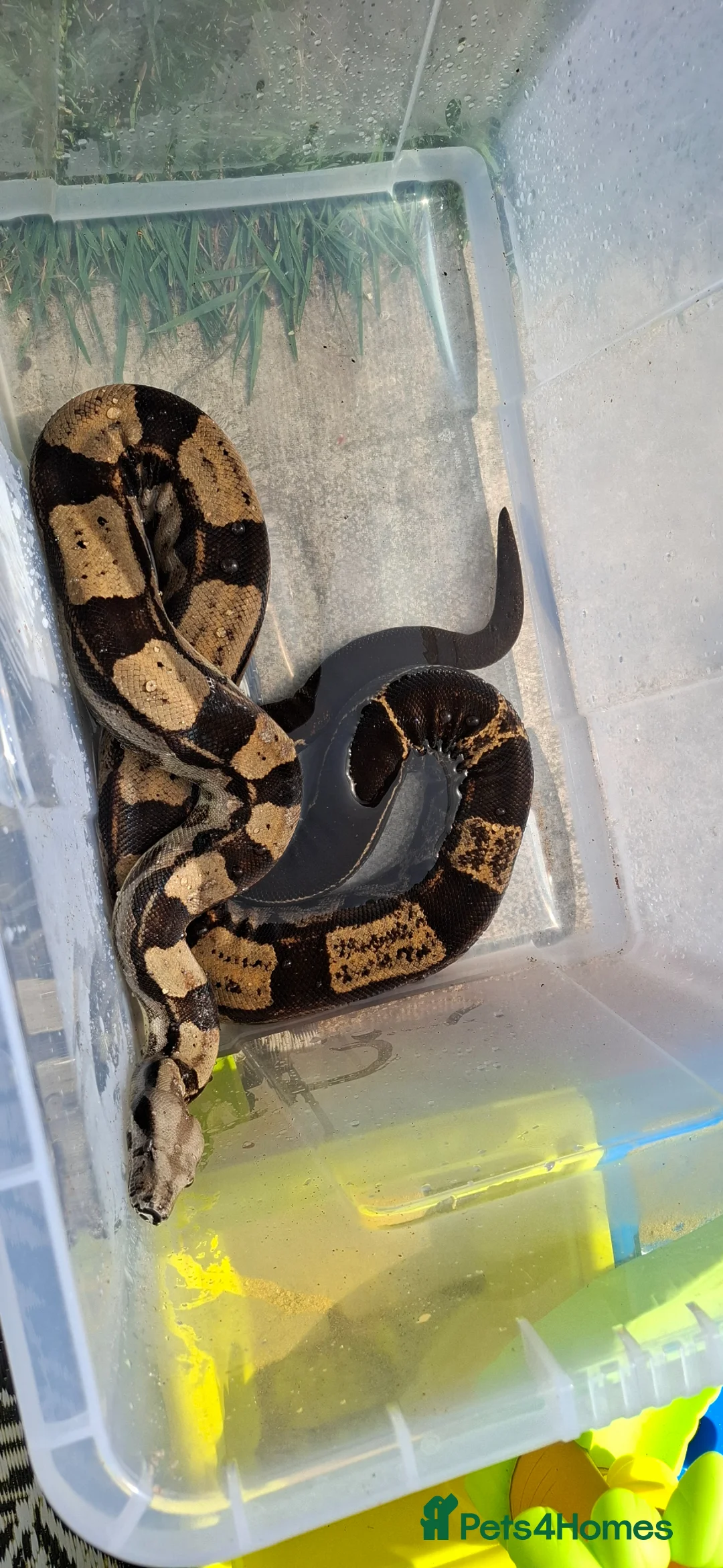 Boa Snake reptiles for sale: Boa constrictor  in Rossendale - Advert 1