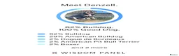Olde English Bulldogge dogs for stud: Denzell  in Kettering - Advert 7