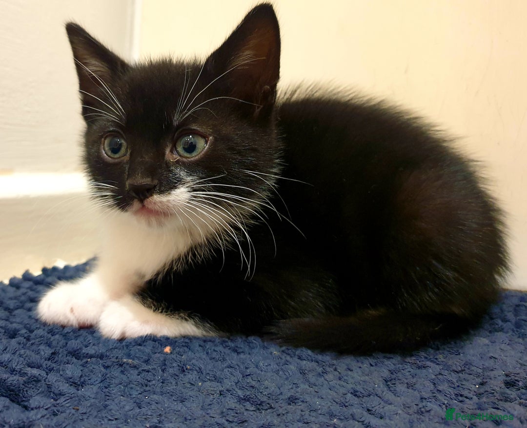 Mixed Breed cats for sale: 5 Gorgeous & Playful Kittens - Image 22