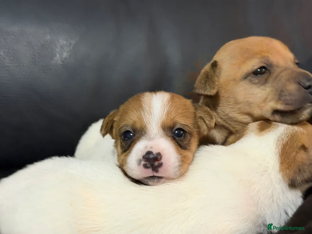 Jack Russell dogs for sale: Stunning miniature short haired jack Russell pups - Advert 2