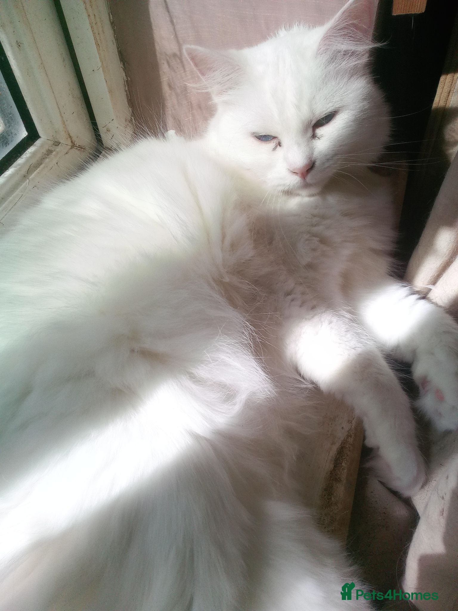 Mixed Breed cats Female white 3 years old - Advert 11