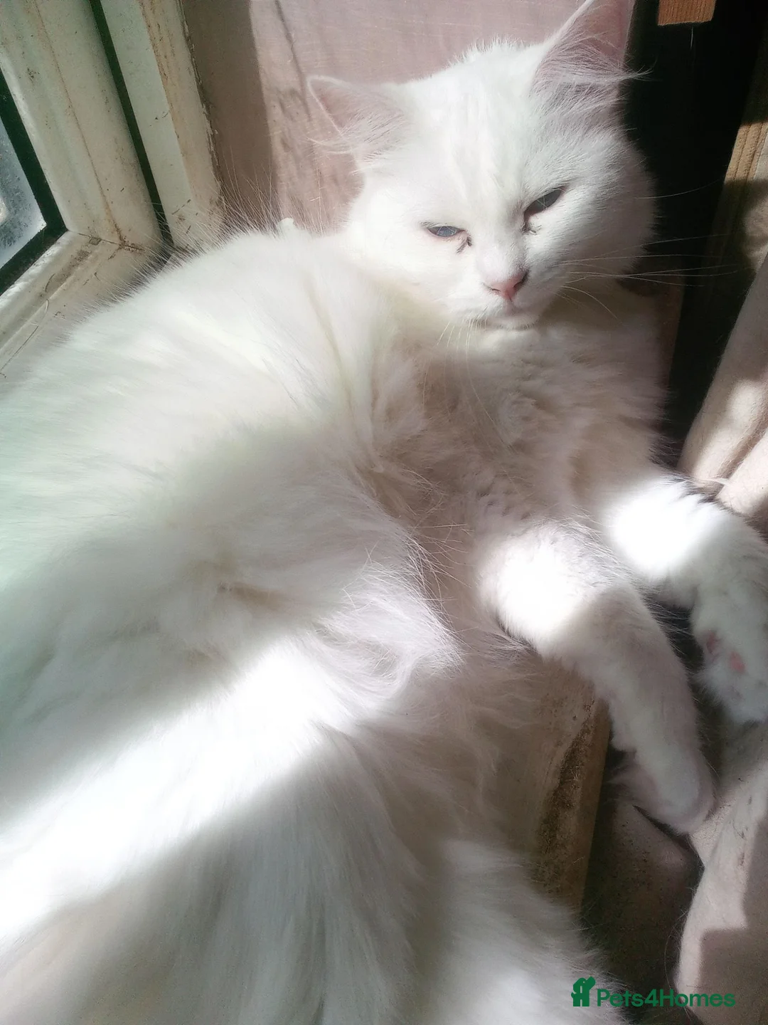 Mixed Breed cats for sale: RESERVED Female white 3 years old - Advert 1