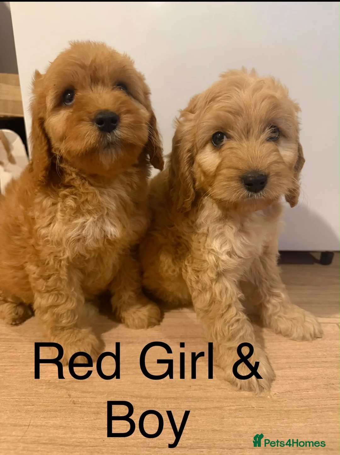Cockapoo dogs for sale: Beautiful litter of show cockerpoo puppies  - Advert 1