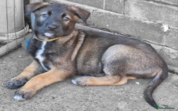 Mixed Breed dogs for sale: Belgian malinois x German shepherd puppies - Image 21