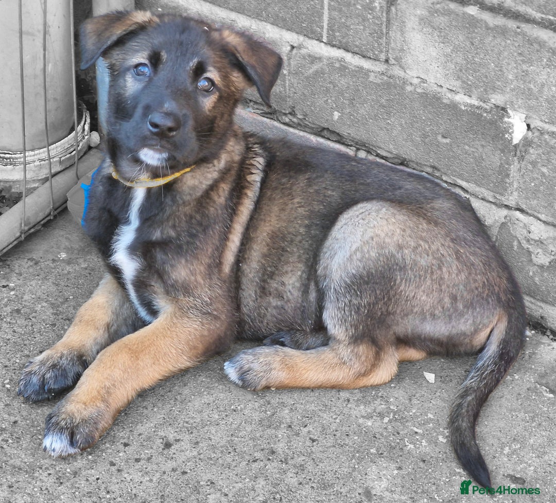 Mixed Breed dogs for sale: Belgian malinois x German shepherd puppies - Image 21
