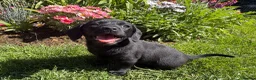 Mixed Breed dogs for sale: Female Doxiepoo 8 Weeks old - Advert 4