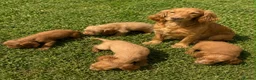 Cocker Spaniel dogs for sale: Cocker spaniel puppies 2 girls 2 boys  - Advert 5