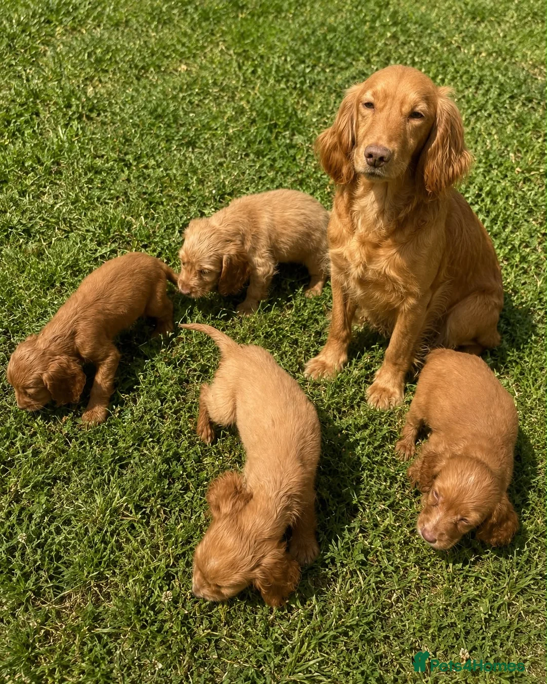 Cocker Spaniel dogs for sale: Cocker spaniel puppies 2 girls 2 boys  - Advert 5