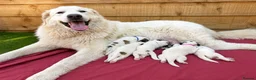 Pyrenean Mountain Dog dogs for sale: Beautiful KC Reg. Pyrenean Mountain Dog Puppies in Coventry - Advert 1