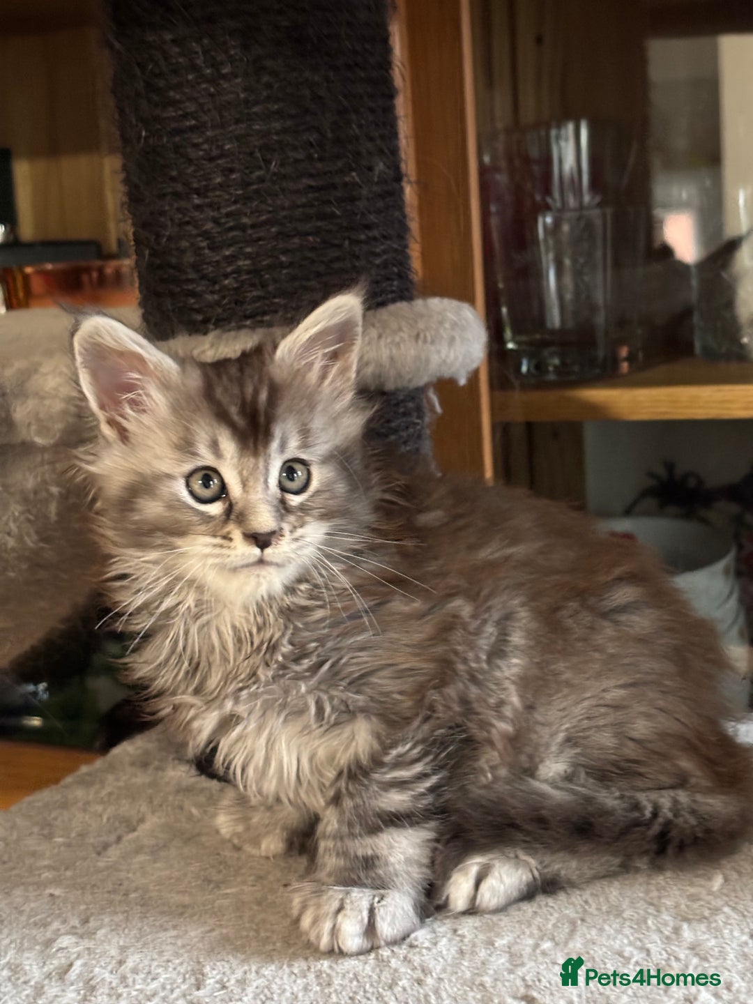 Maine Coon cats for sale: Maine Coon kittens polydactyl/non polydactyl  - Advert 20
