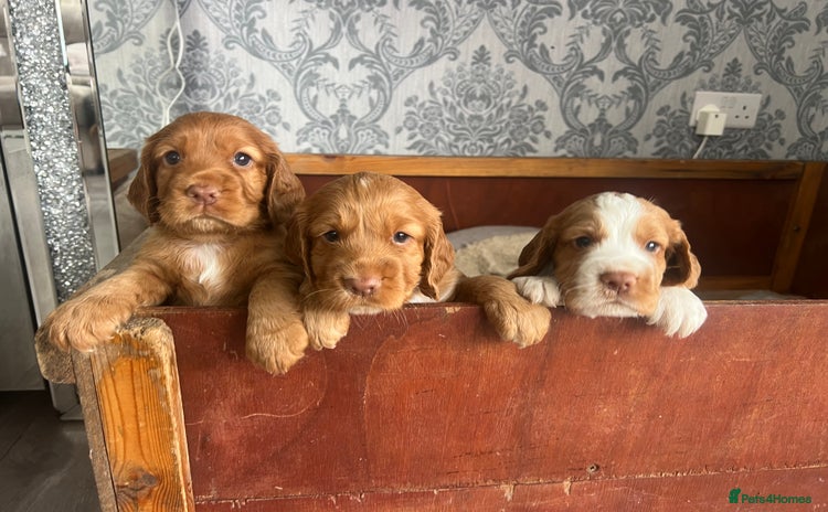 Cocker Spaniel dogs in Gravesend - Advert 9