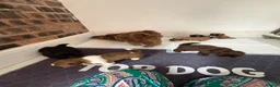 Shih Tzu dogs for sale: Stunning litter colours 😍 Imperial Shihzu babies  - Advert 7
