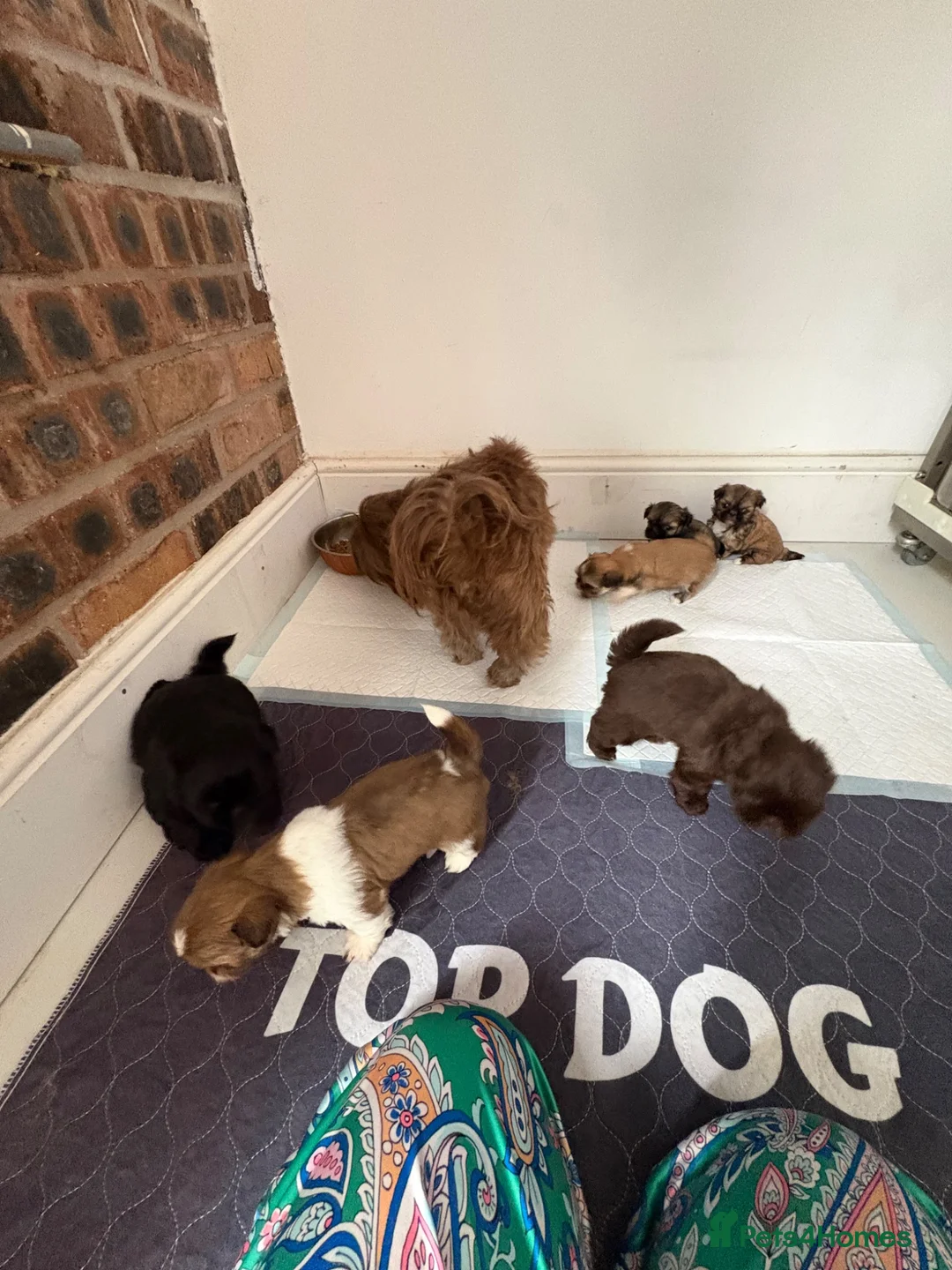 Shih Tzu dogs for sale:  PLEASE  READ FIRST PARAGRAPH   - Advert 4