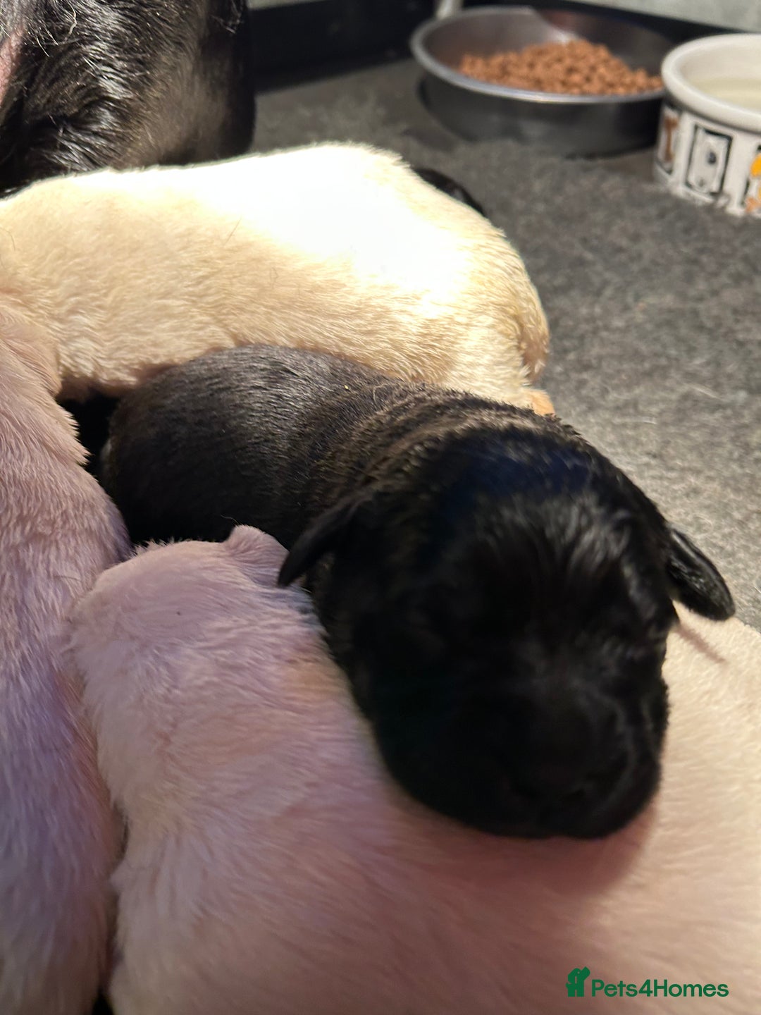 Labrador Retriever dogs for sale:  Kc reg Show type labrador puppies  - Advert 5