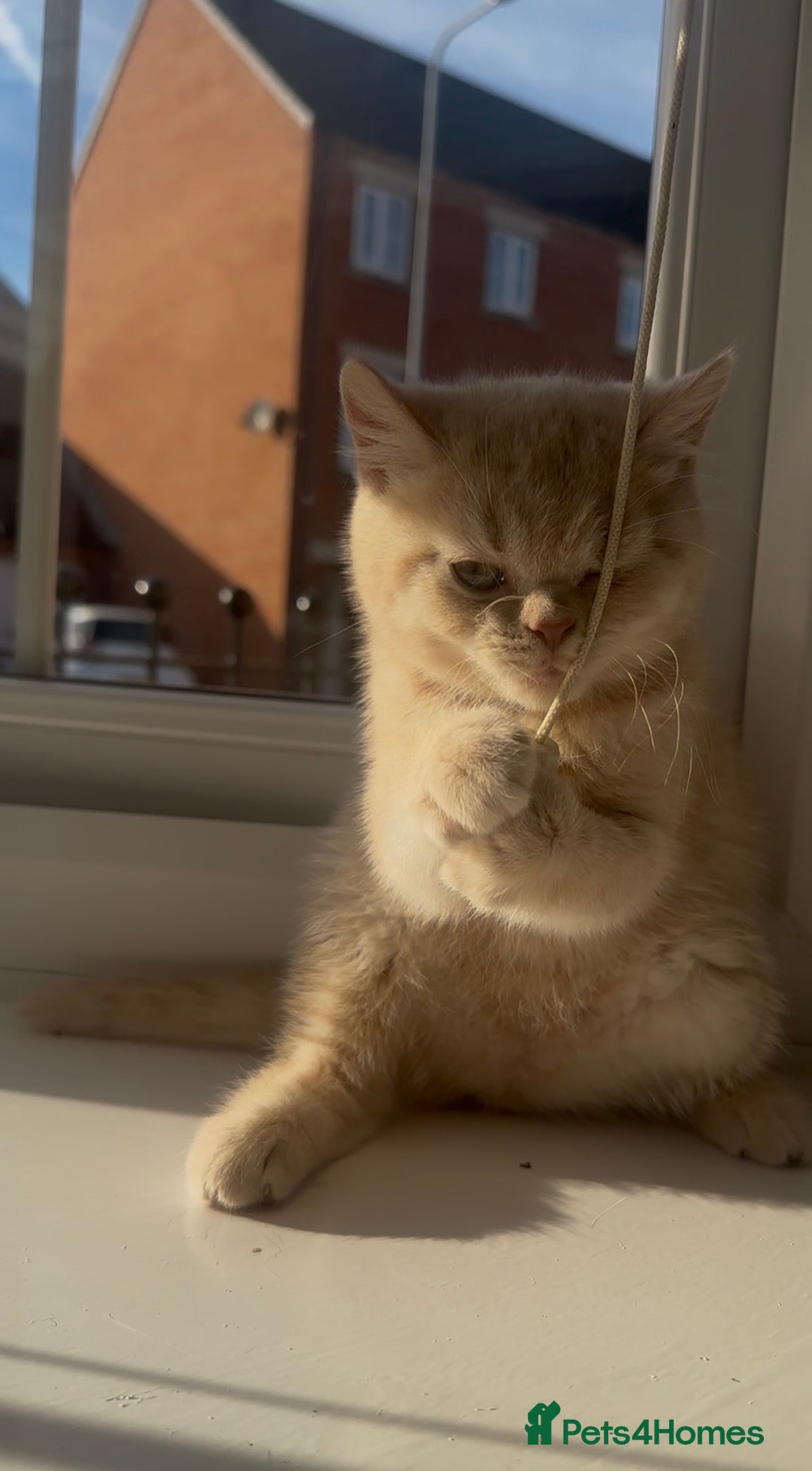 British Shorthair cats for sale: Cream British Shorthair Boy - Advert 7