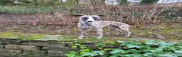 Whippet dogs for stud:  PROVEN kc reg whippet for stud in Consett - Advert 13