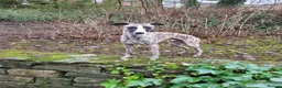Whippet dogs for stud:  PROVEN kc reg whippet for stud in Consett - Advert 13