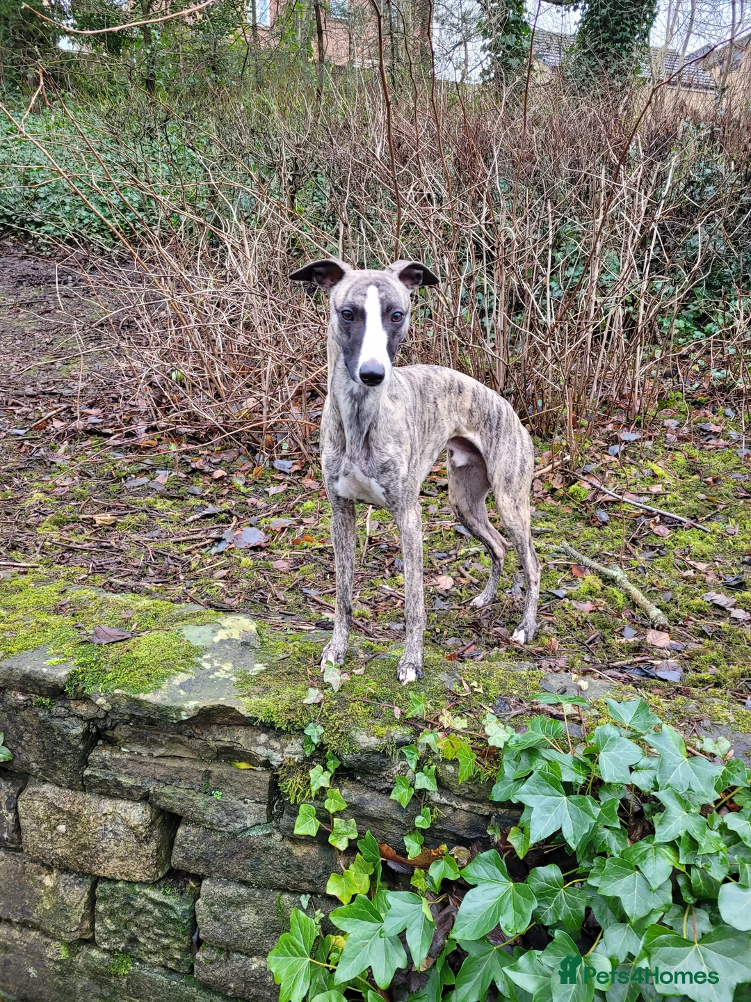 Whippet dogs for stud:  PROVEN kc reg whippet for stud in Consett - Advert 13