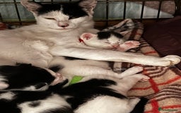 Mixed Breed cats for sale: Black and white kittens  - Image 5