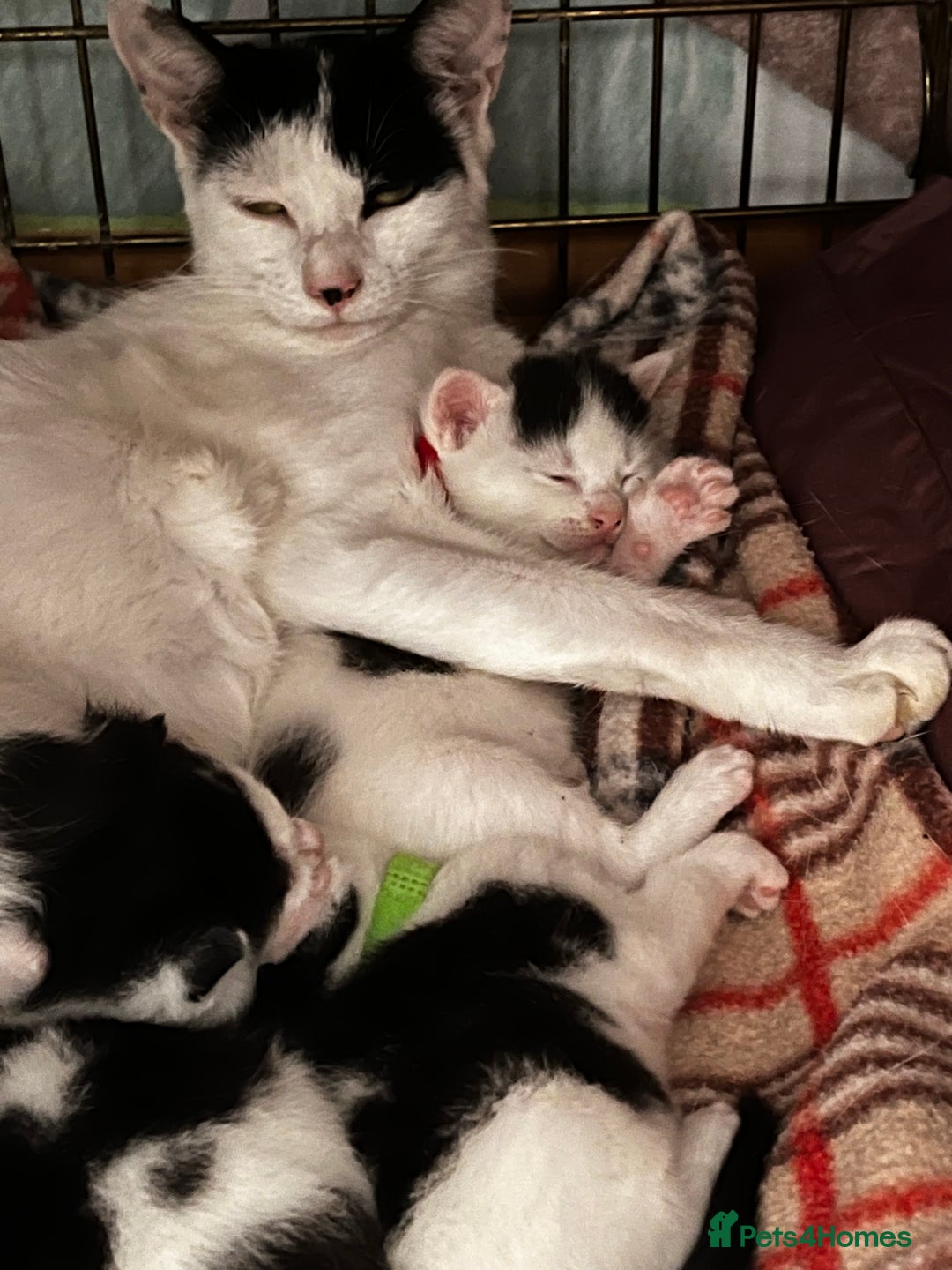 Mixed Breed cats for sale: Black and white kittens  - Image 5