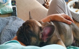 French Bulldog dogs for sale: 1 beautiful Chilled Male French Bulldog - Image 9