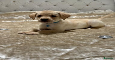 Labrador Retriever dogs - Advert 8