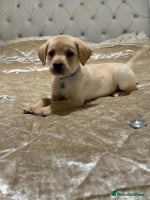 Labrador Retriever dogs - Advert 5