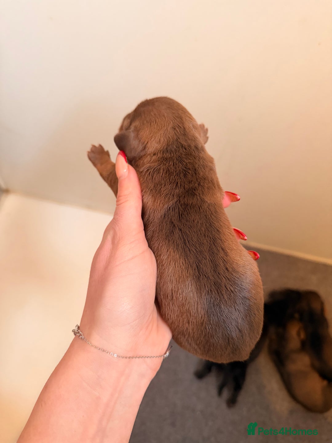 Dachshund dogs for sale: Exceptional Wire Haired Dachshunds (teckels)  - Advert 7