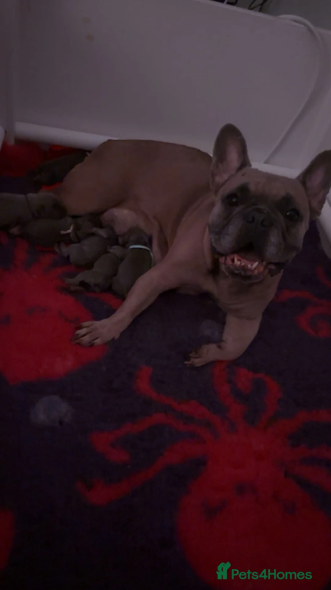 French Bulldog dogs for sale: French bulldog pups from health tested parents  - Advert 1