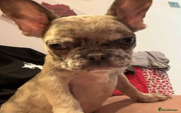French Bulldog dogs for sale: Masha Puppy  - Image 1
