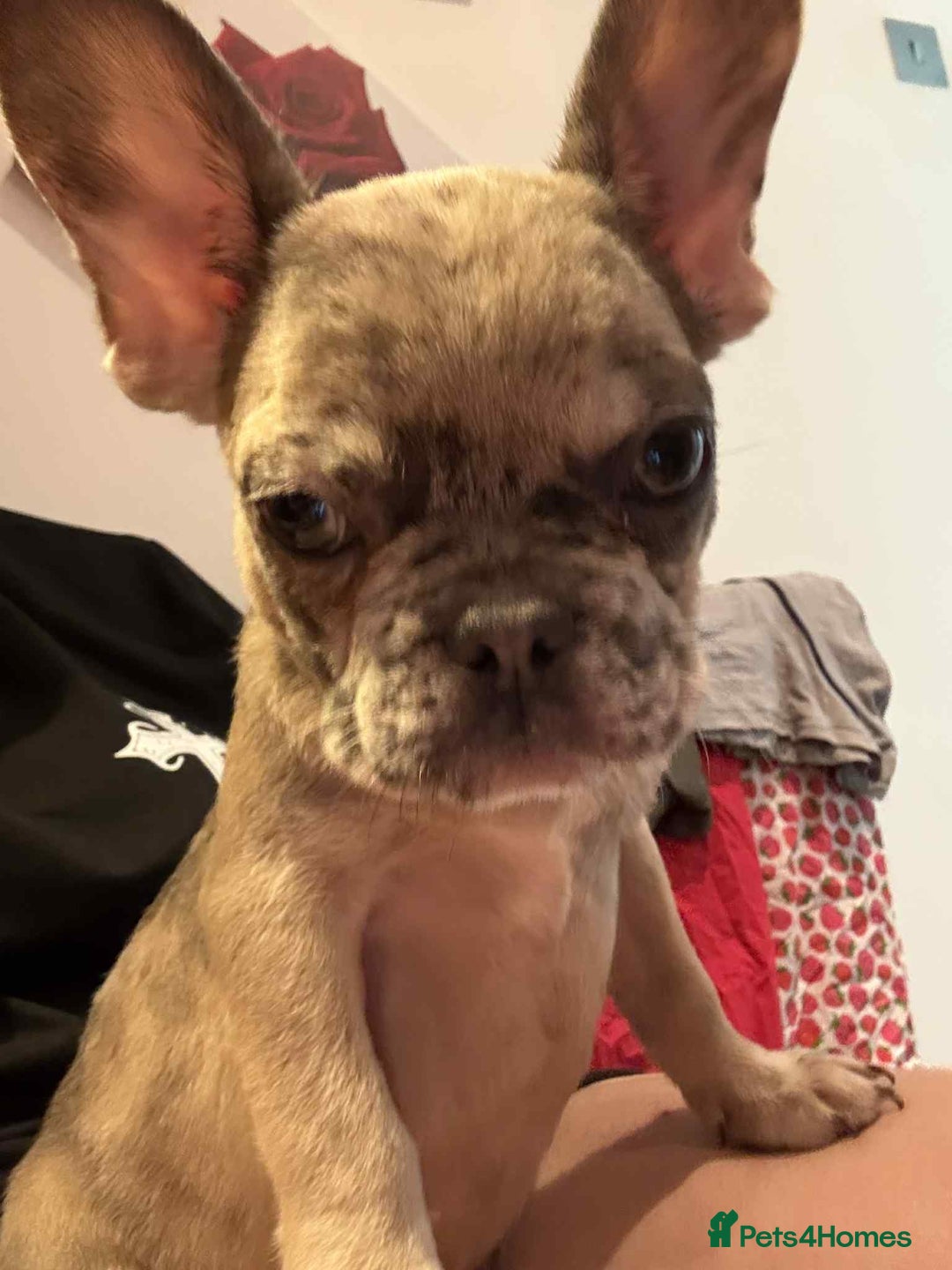 French Bulldog dogs for sale: Masha Puppy  - Image 1