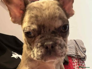 French Bulldog dogs - Advert 30