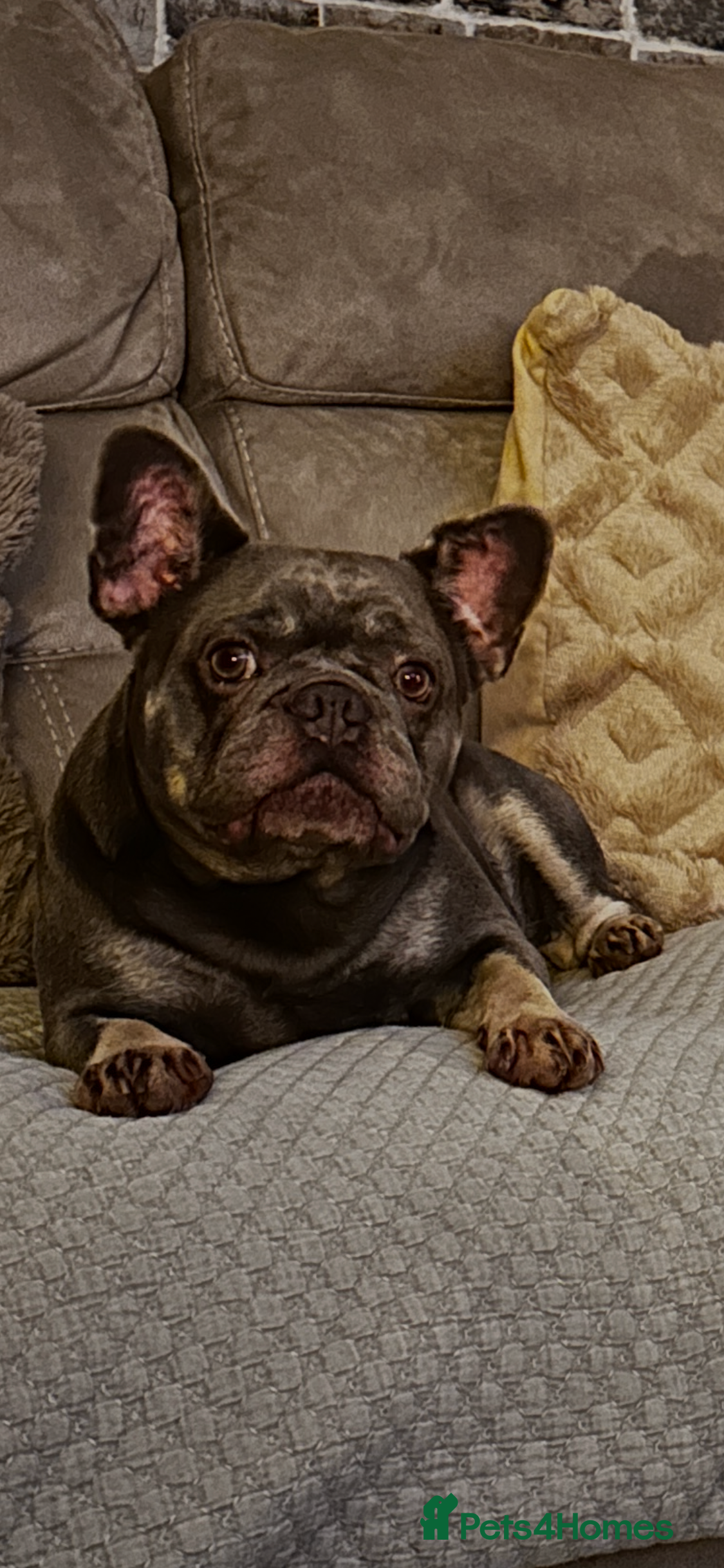 French Bulldog dogs Forever home for Honey  - Advert 10