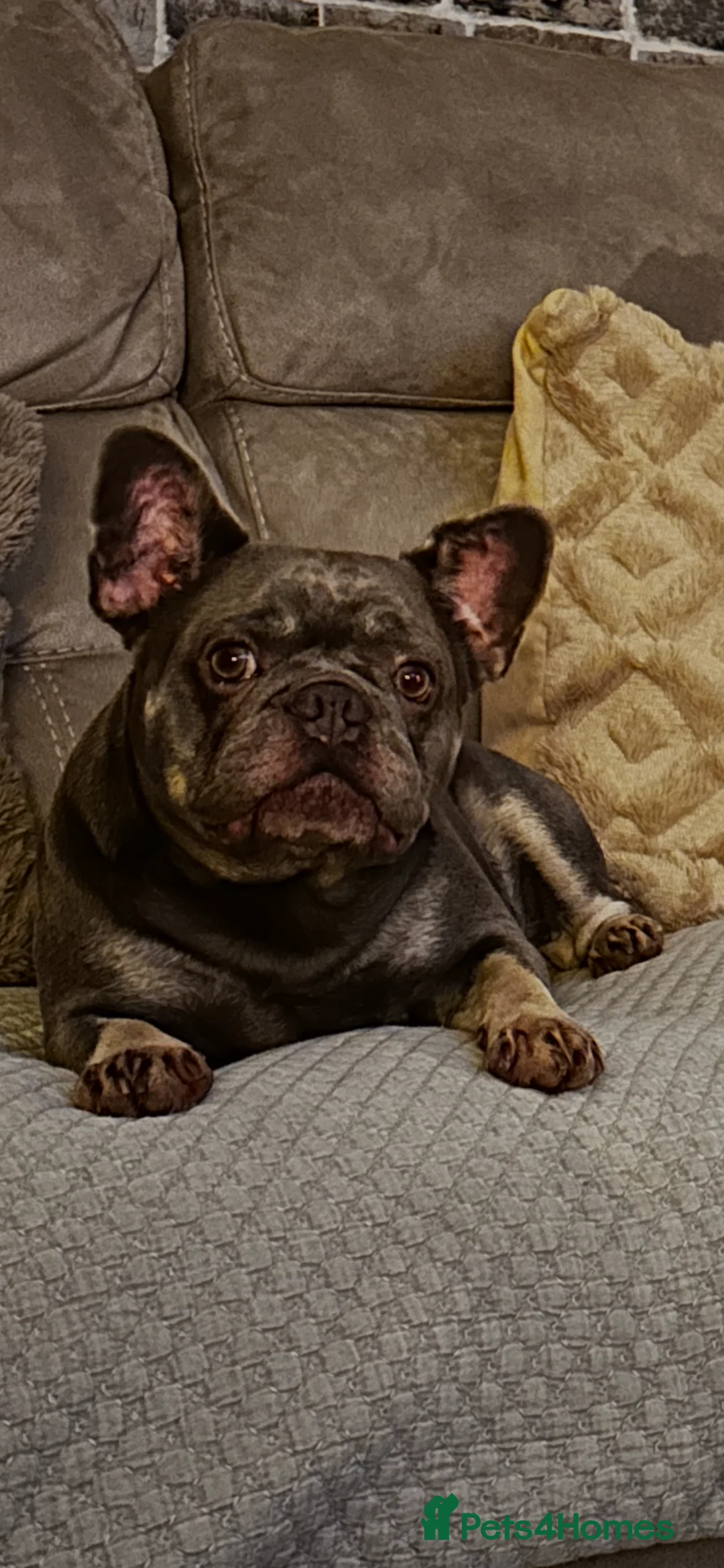 French Bulldog dogs for sale: Forever home for Honey  - Advert 1