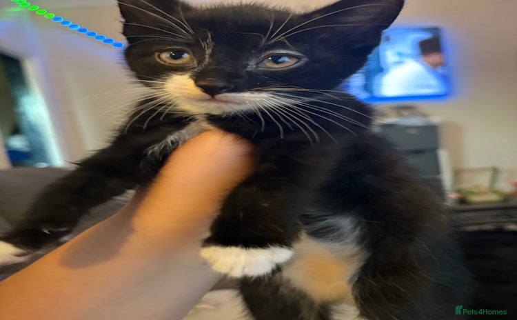 Mixed Breed cats - Advert 1