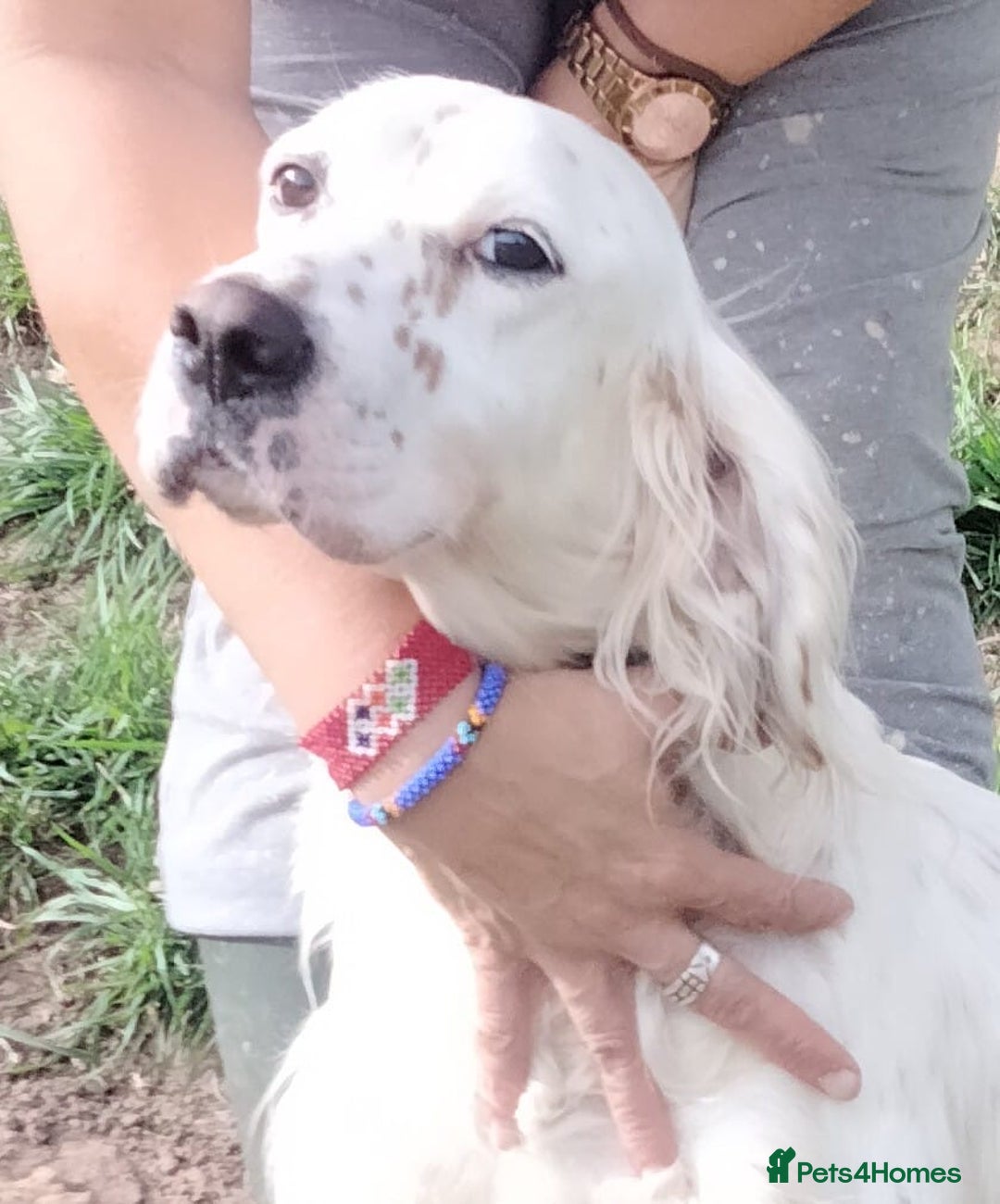 English Setter dogs for adoption: Dana  - Advert 1