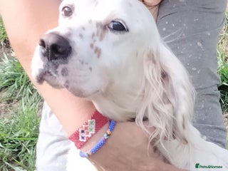 English Setter dogs Dana - Advert 3