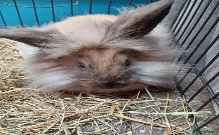 Mini Lion Lop rabbits - Advert 4
