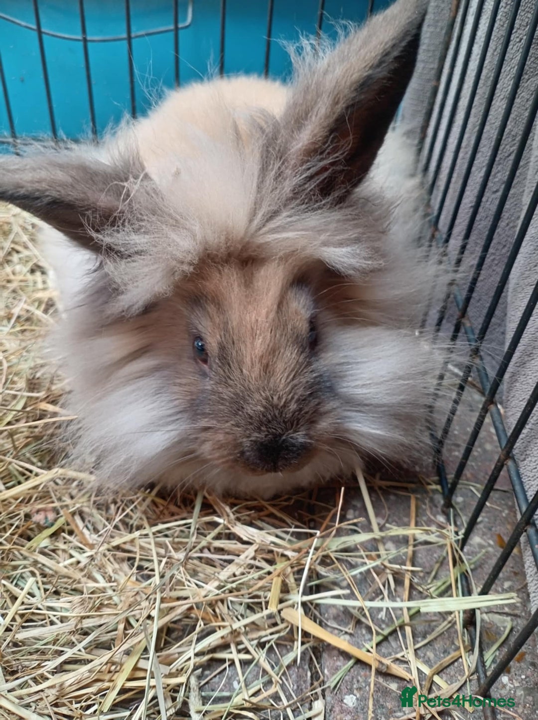 Mini Lion Lop rabbits for sale: 3 boys 1 girl mini lion lop - Image 1