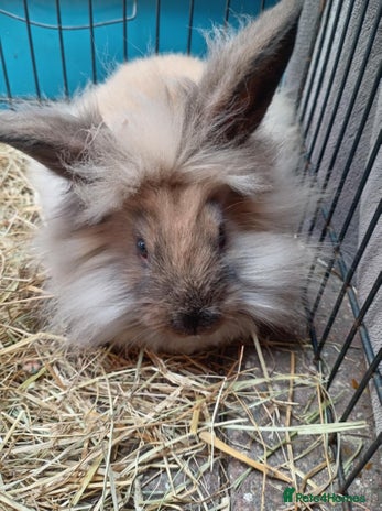 Mini Lion Lop rabbits - Advert 4
