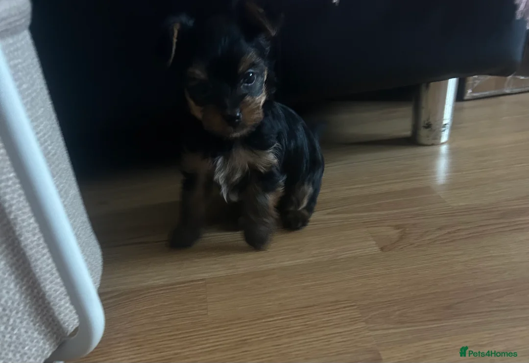 Yorkshire Terrier dogs for sale: Stunning Yorkshire Terriers Puppies  - Advert 22