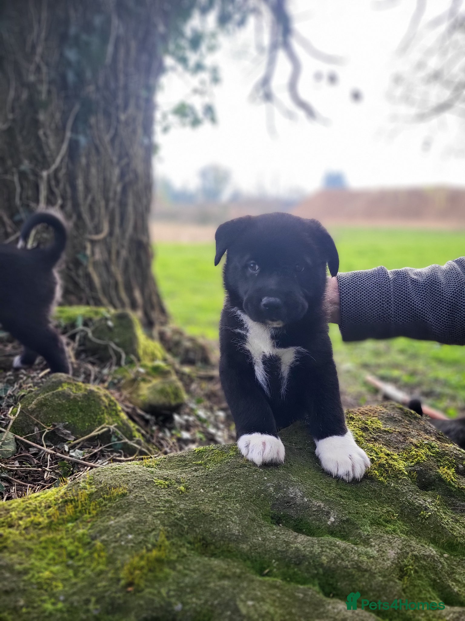 Mixed Breed dogs 3 stunning Hybrid cane corso pups.  - Advert 1