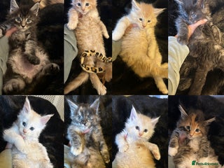 Maine Coon cats Stunning XL Purebred Main coons -last kitten! - Advert 10