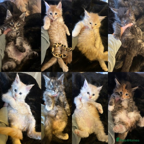Maine Coon cats Stunning XL Purebred Main coons -last kitten! - Advert 11